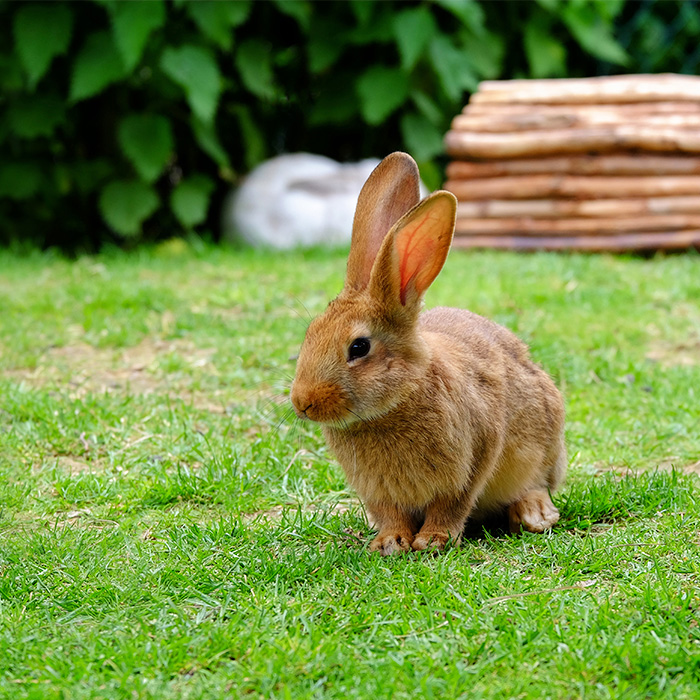 Conejos