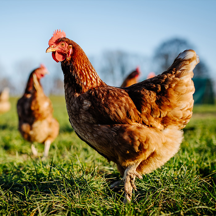 Gallinas puesta