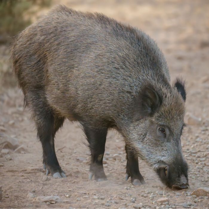 Jabalíes